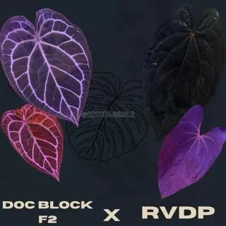 RC x RVDP thumbnail