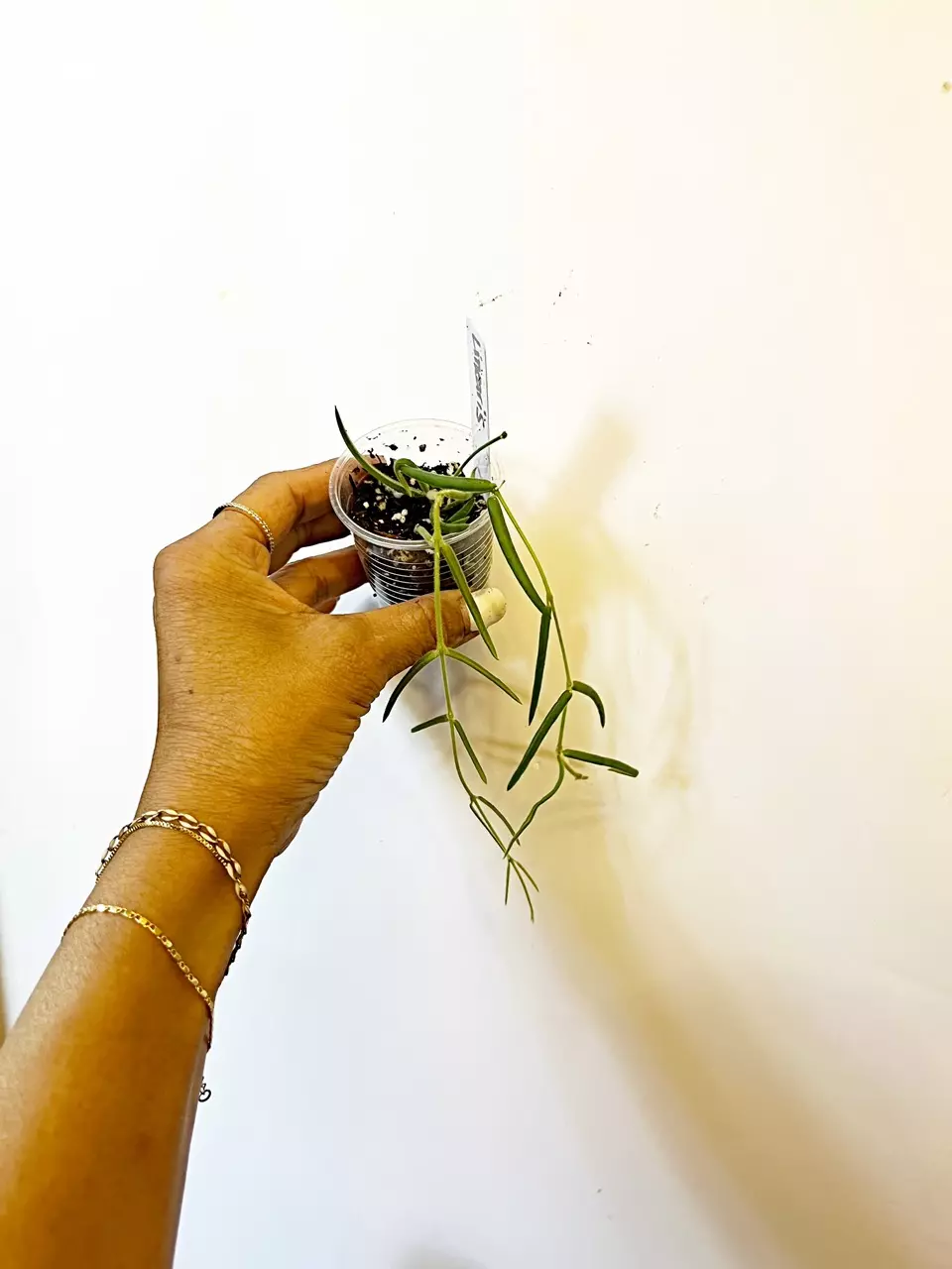 🔥Hoya Linearis *gc thumbnail