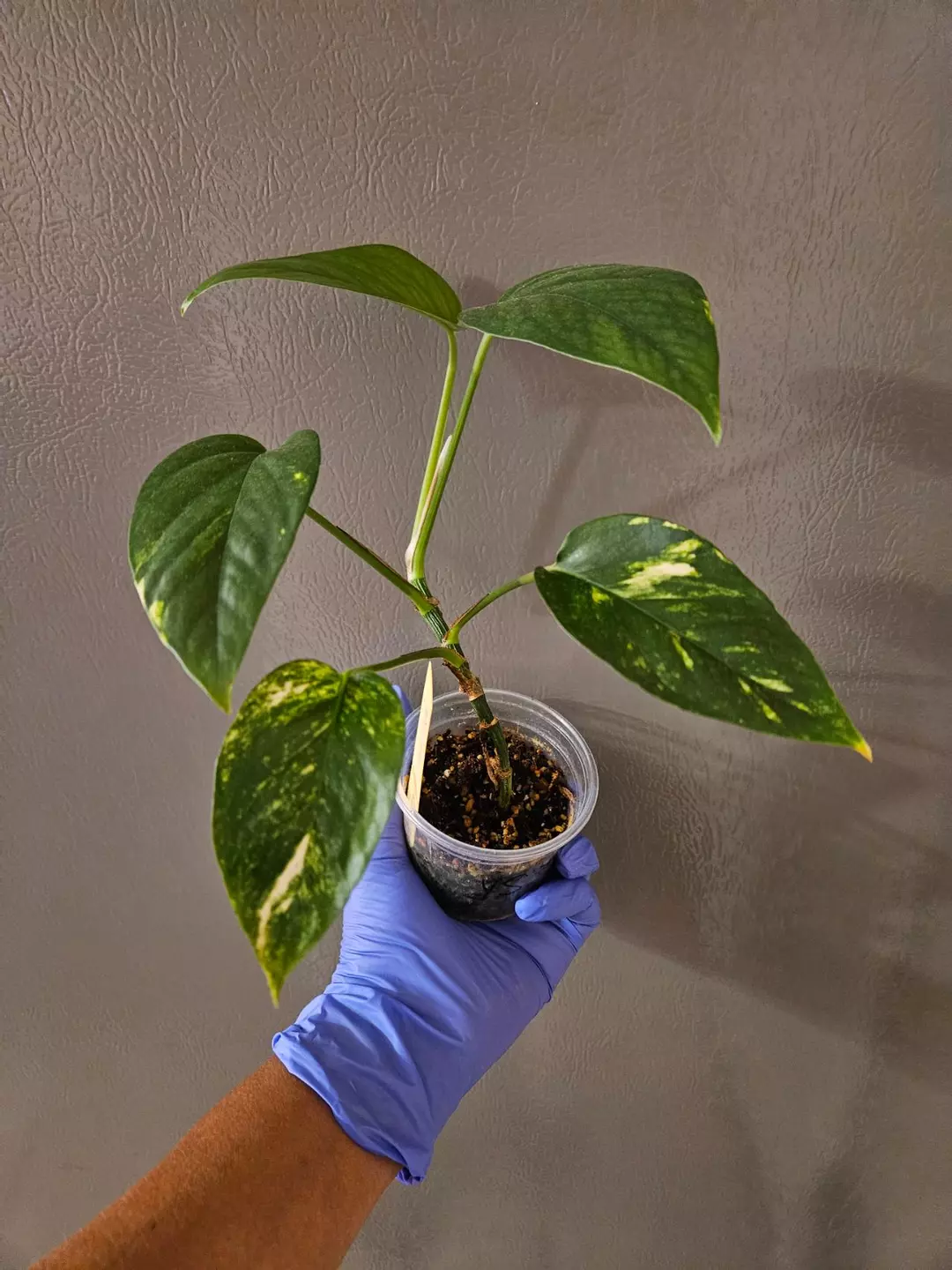 Epipremnum Pinnatum Sunrise thumbnail