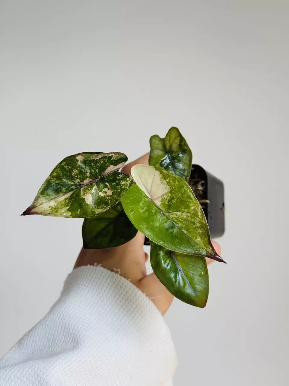 Yucatan Pink Princess thumbnail