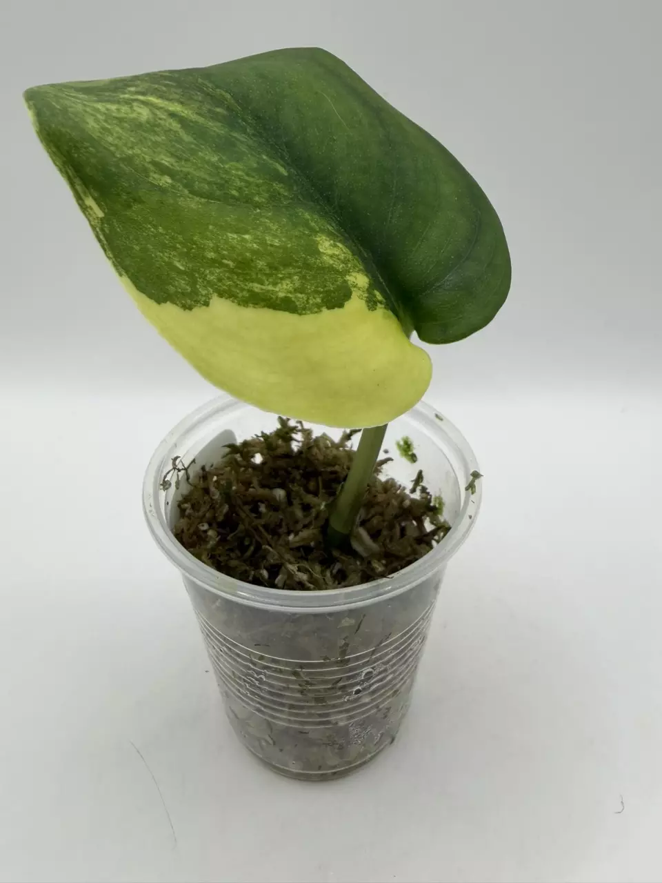 0131 Scindapsus Jade Satin Aurea thumbnail