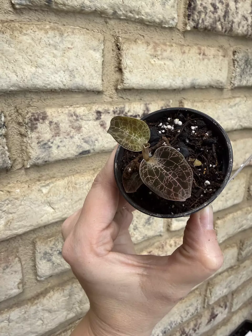 Jewel orchid raingreen thumbnail