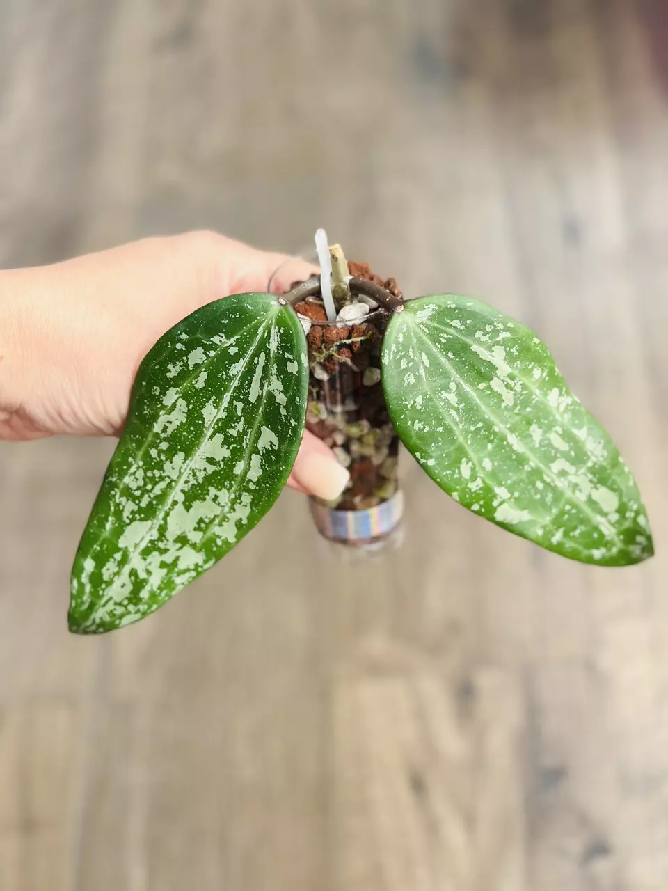 Hoya Latifolia INDO thumbnail