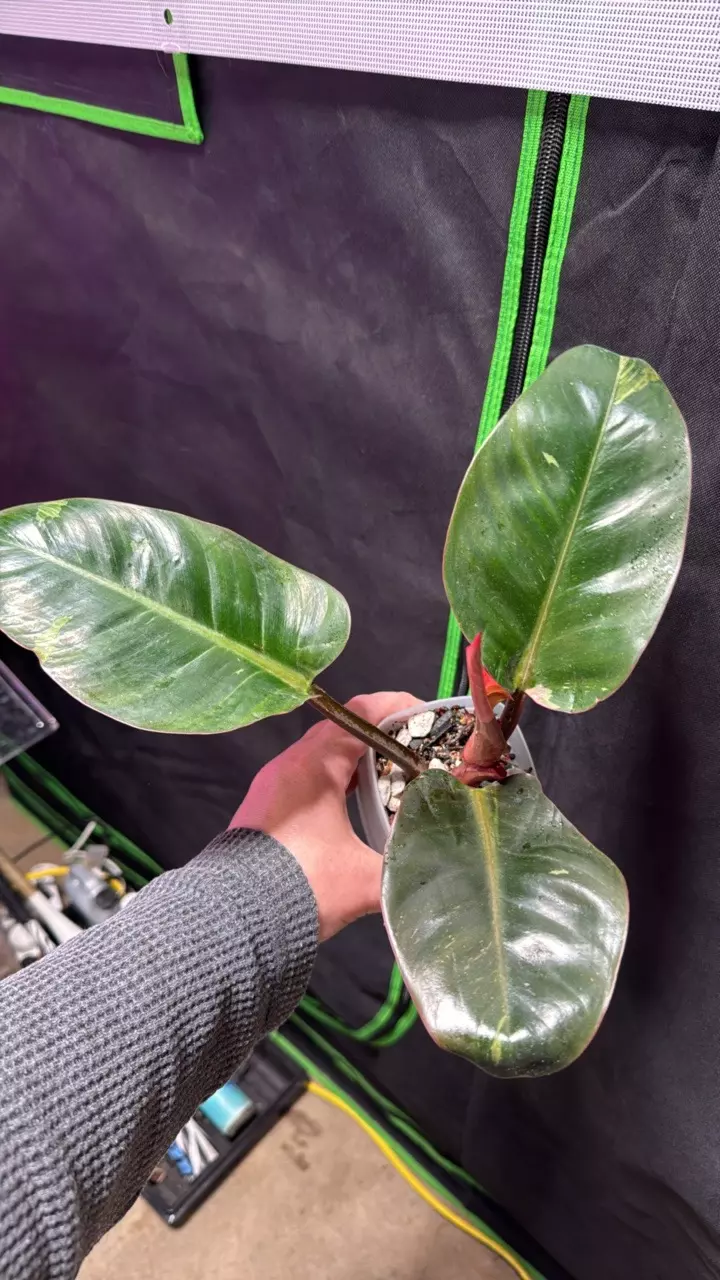 Philodendron Pink Birkin thumbnail