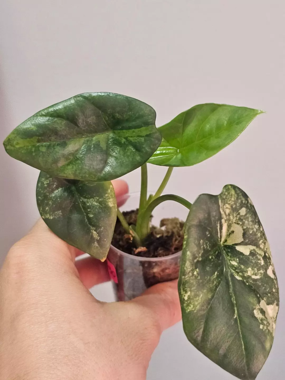 Alocasia sinuata variegated thumbnail
