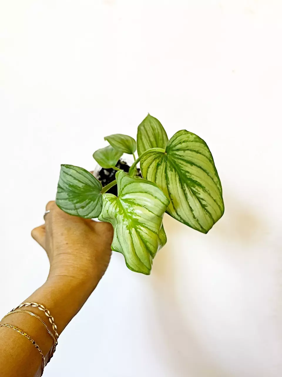 🎋Pastazanum Silver Cloud thumbnail