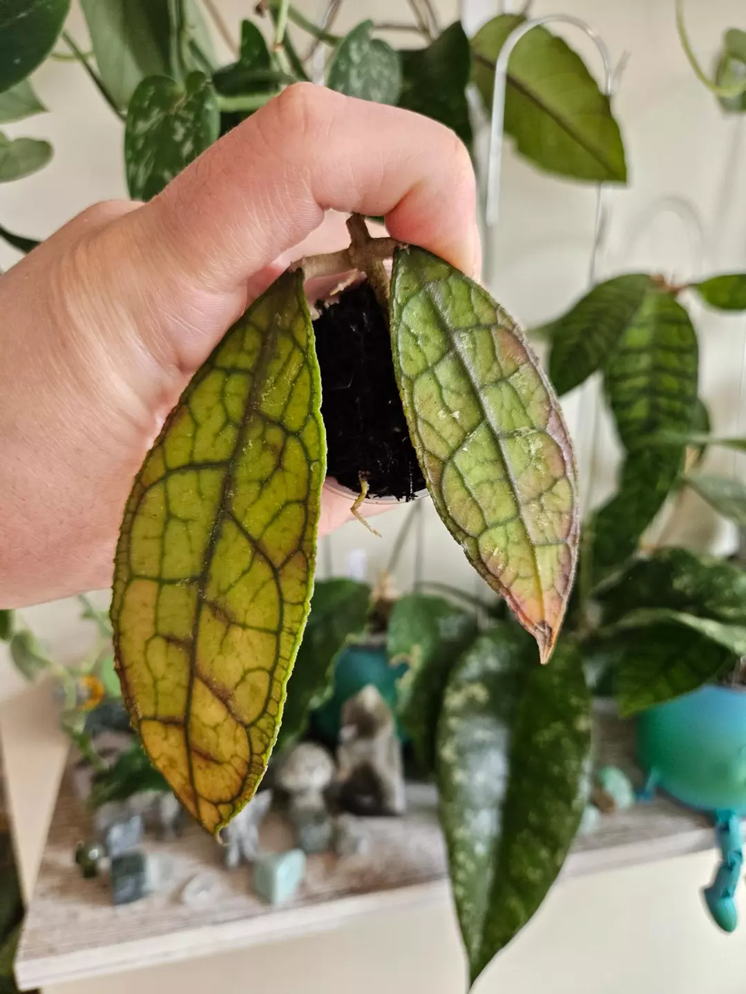 Clemensiorum red thumbnail