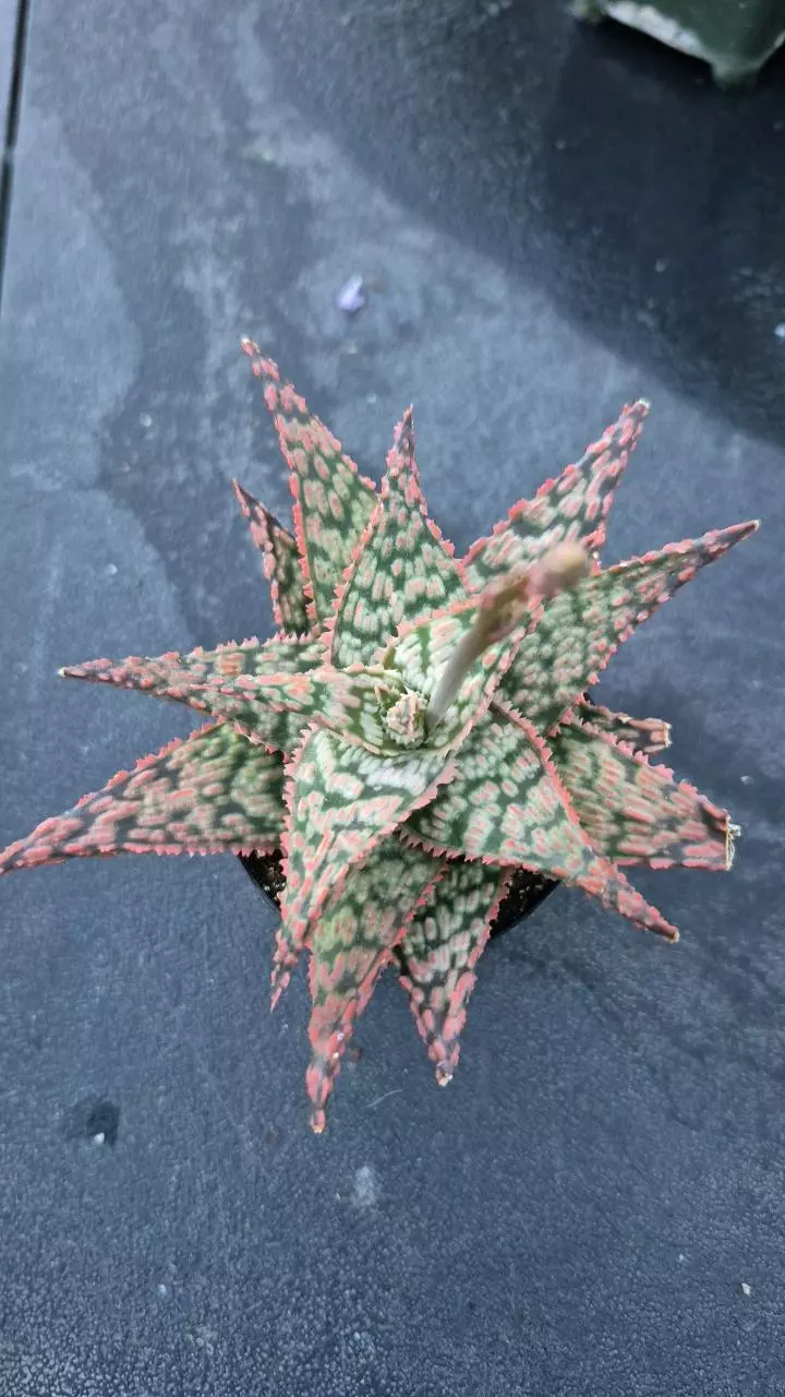 A28 Aloe 'Firecracker' thumbnail