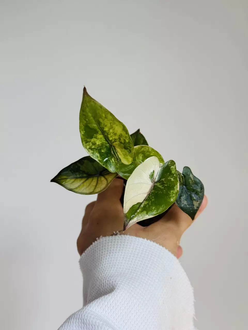 Yucatan Pink Princess Tricolor thumbnail