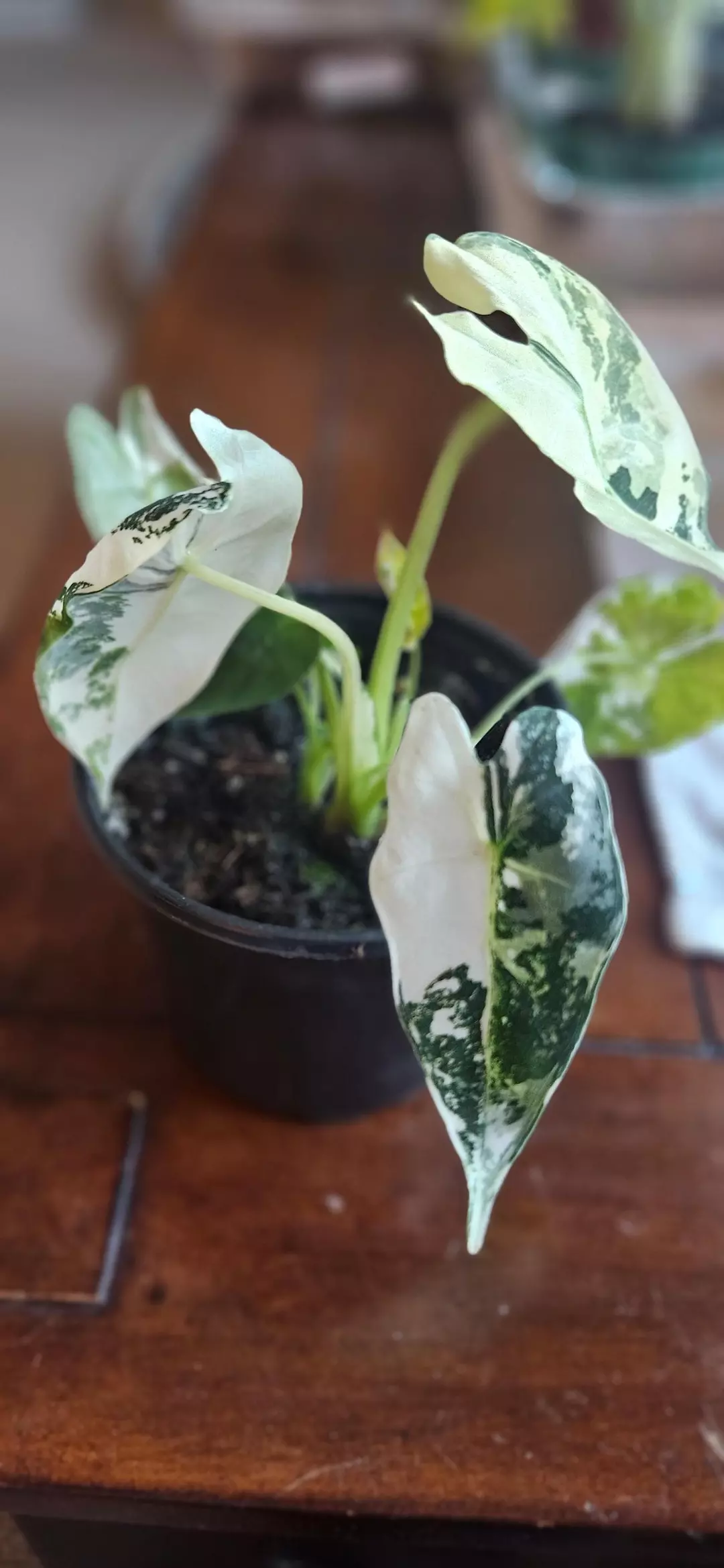 Alocasia Frydek variegated thumbnail