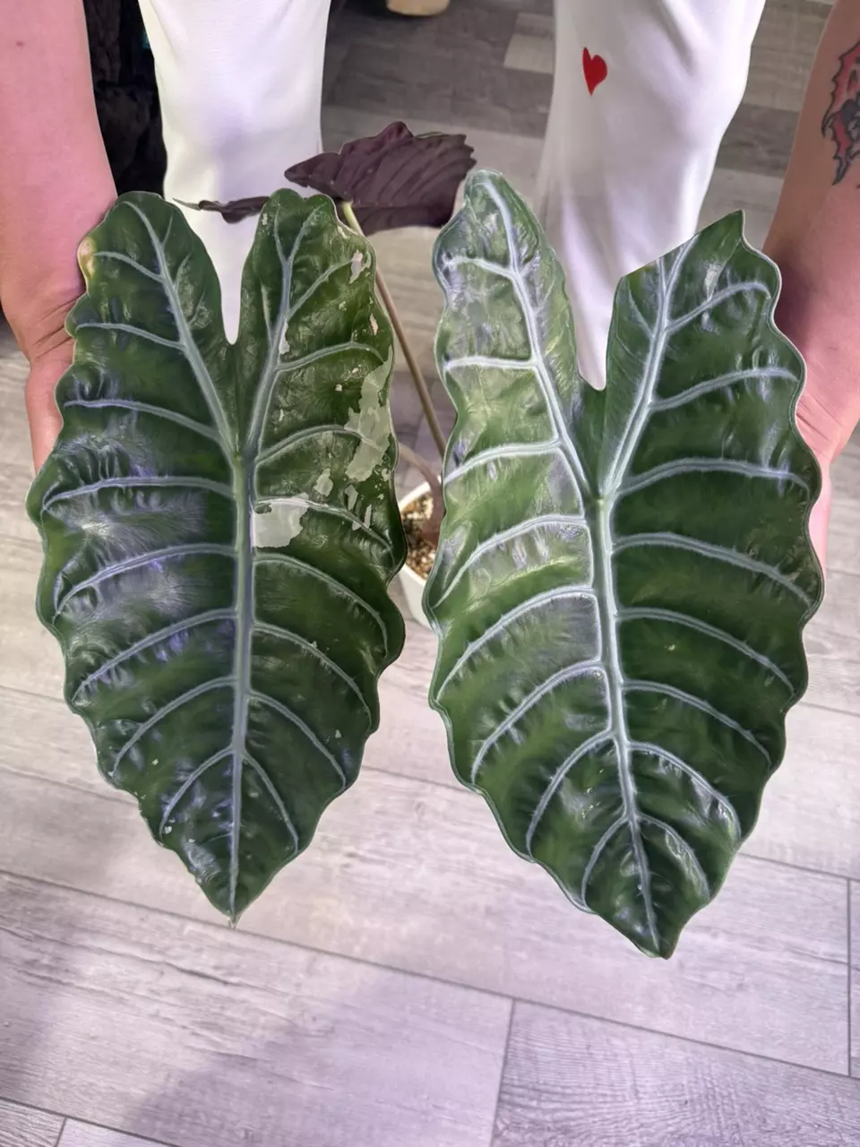 Alocasia Pink Chantrieri Mother Plant thumbnail