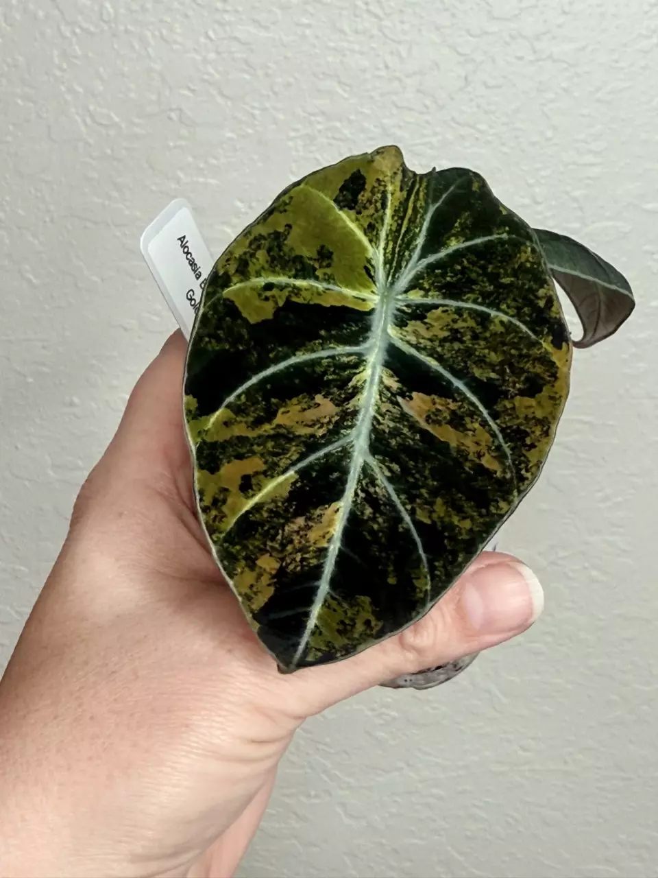 Alocasia Black Velvet Gold - A thumbnail