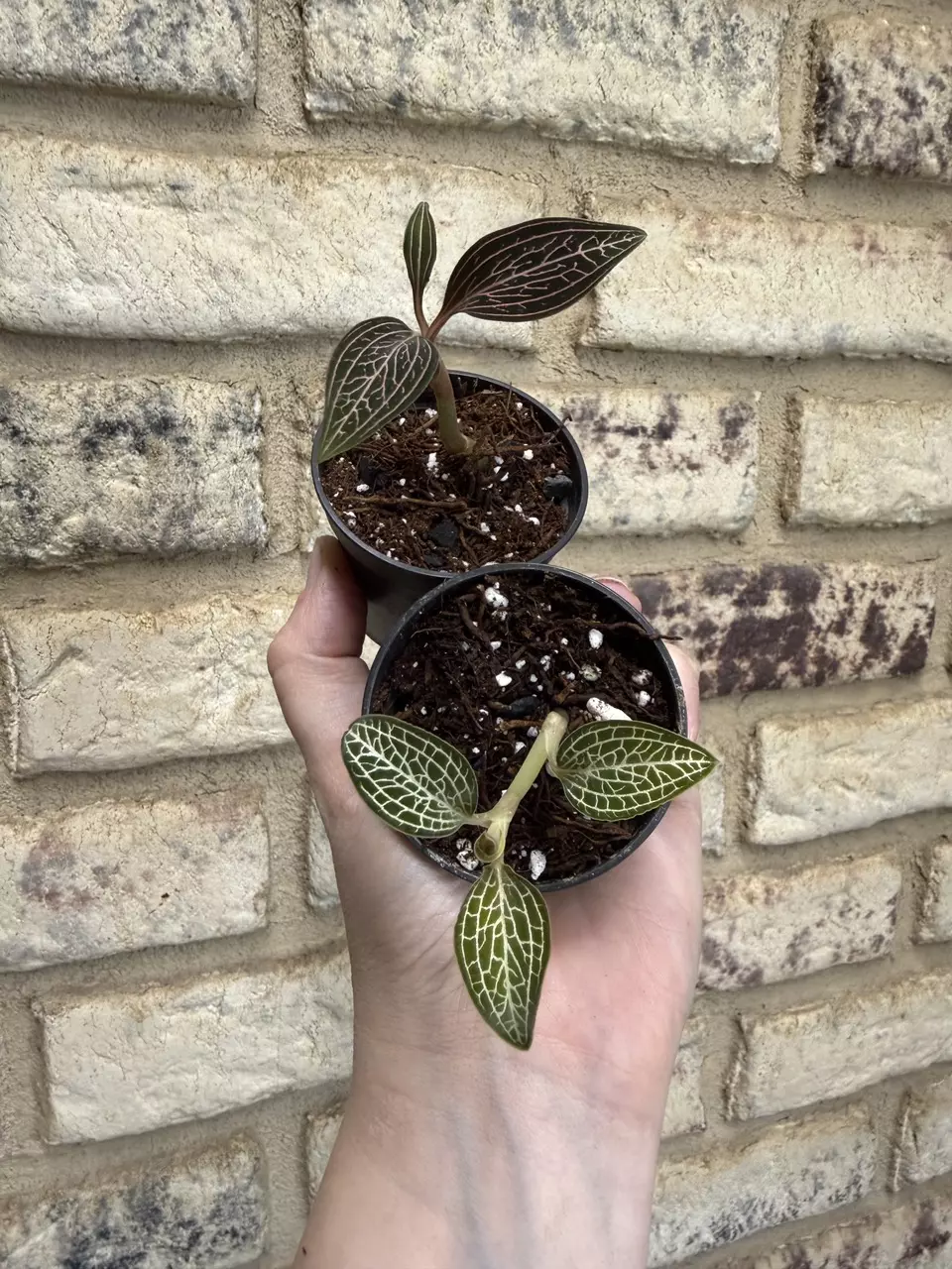 Jewel orchid 2 combo thumbnail
