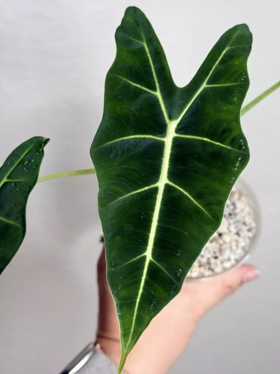 Alocasia Velvet Elvis thumbnail
