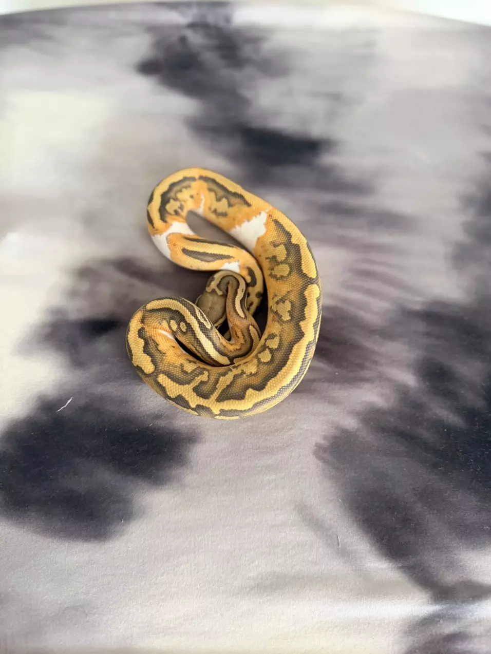 1.0 Hypo Pied Pass OD thumbnail
