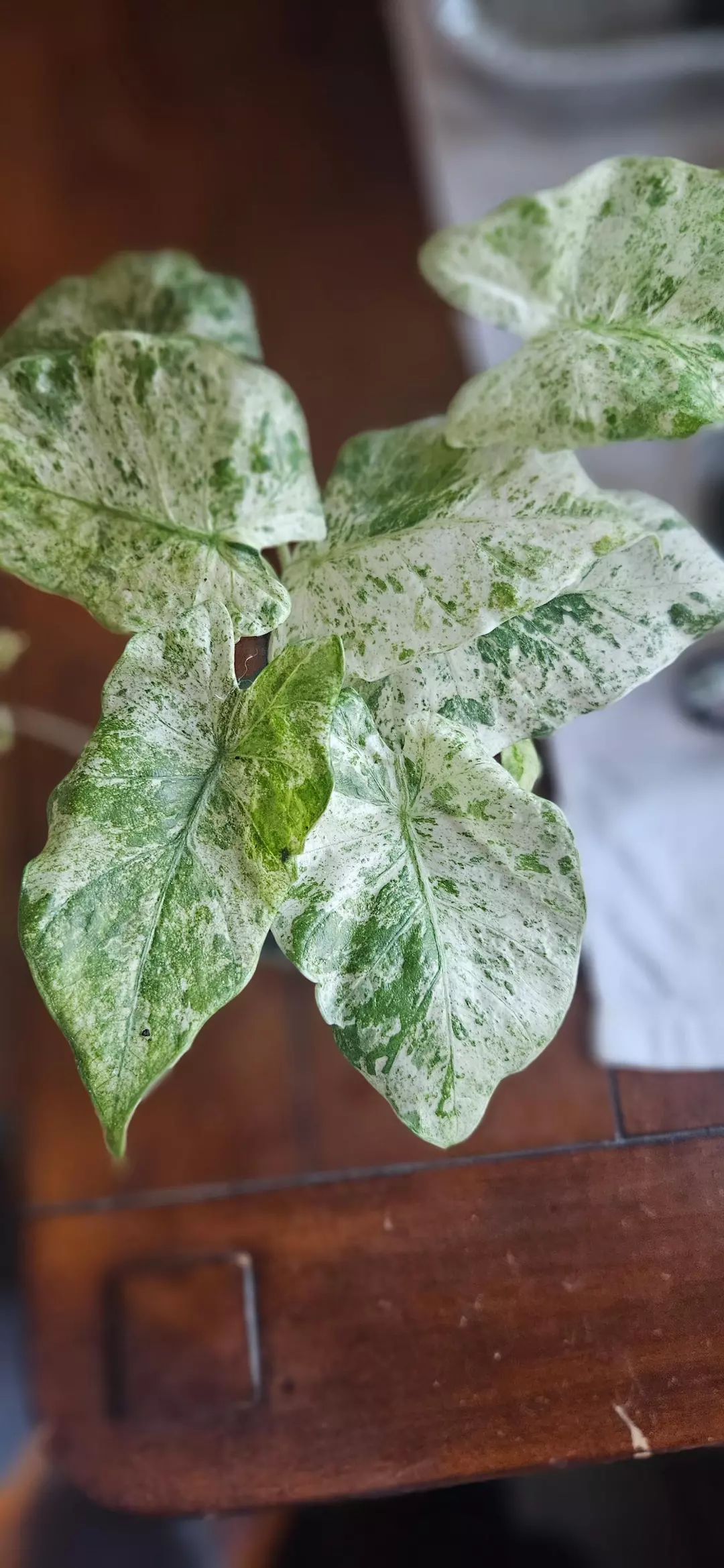 Alocasia Blizzard thumbnail