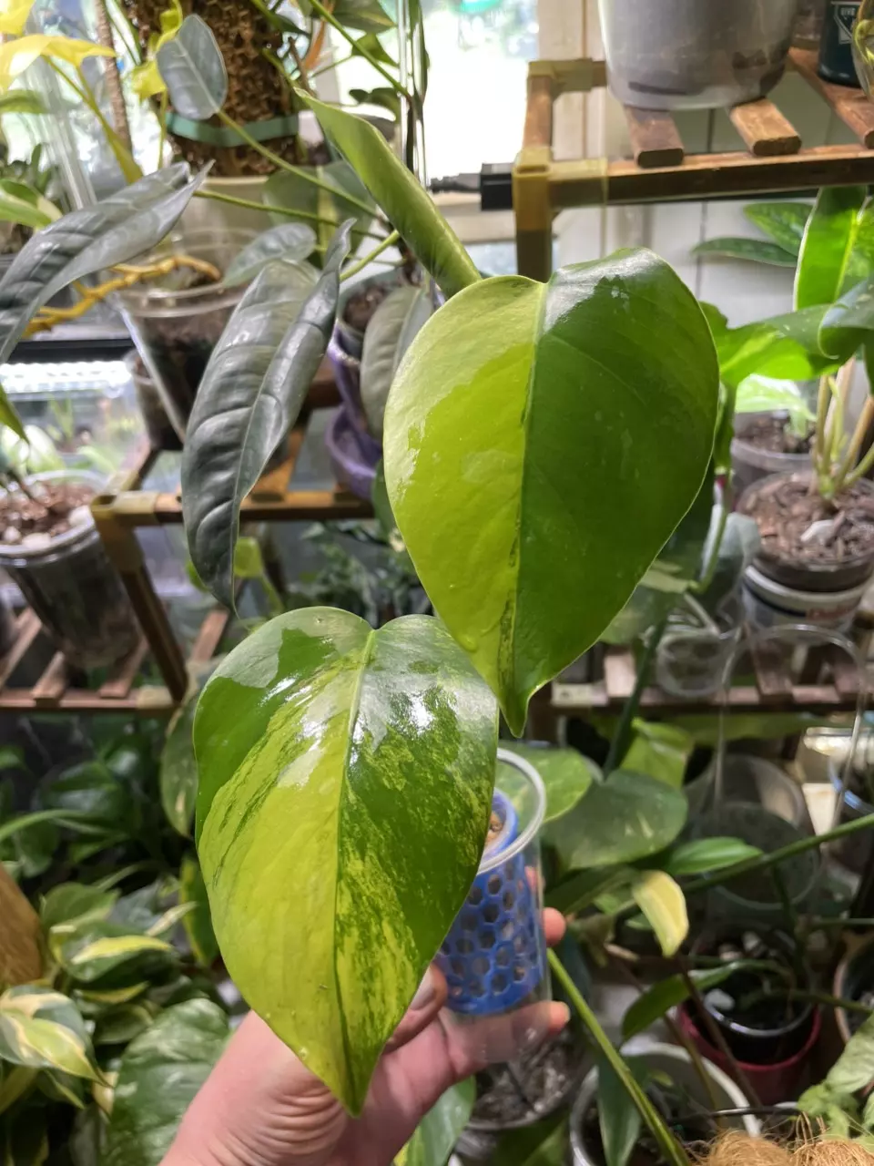 Aurea Monstera top cut/semi-rooted thumbnail