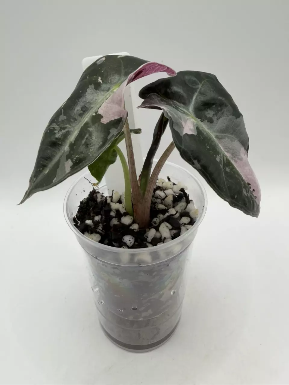 0127 Alocasia Amazonica Polly True Pink thumbnail