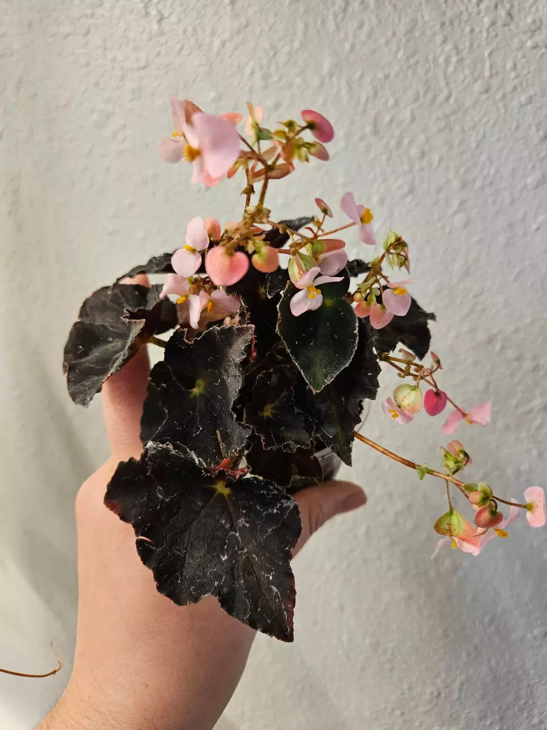 Begonia Noir thumbnail