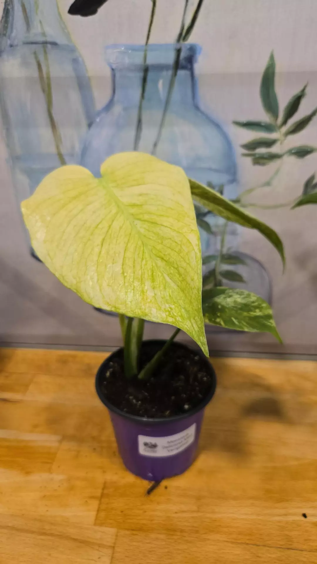 🌿 Monstera Deliciosa ‘Mint’ Variegated – 4” Pot thumbnail