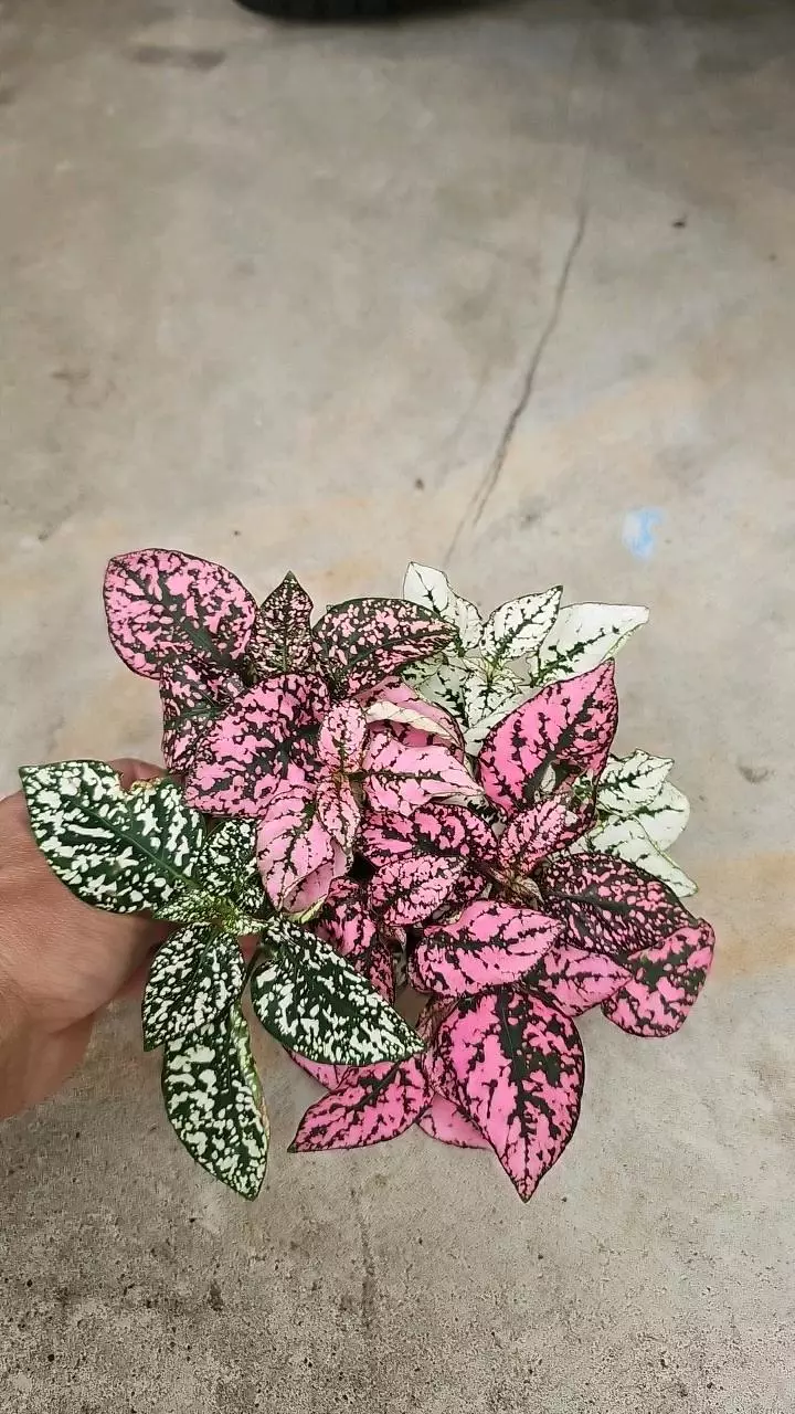 Polka dot plant thumbnail