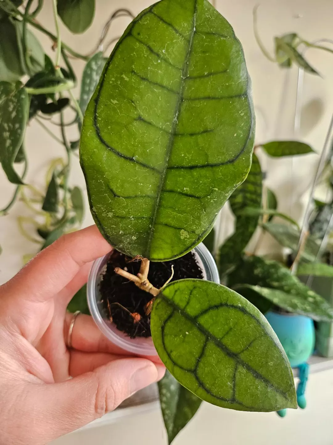 Callistophyla veinless thumbnail