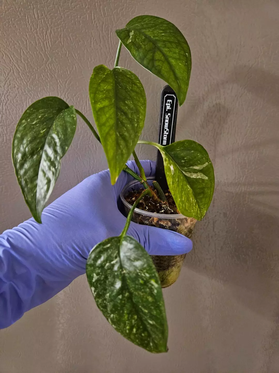 Epipremnum Pinnatum Snow Storm thumbnail