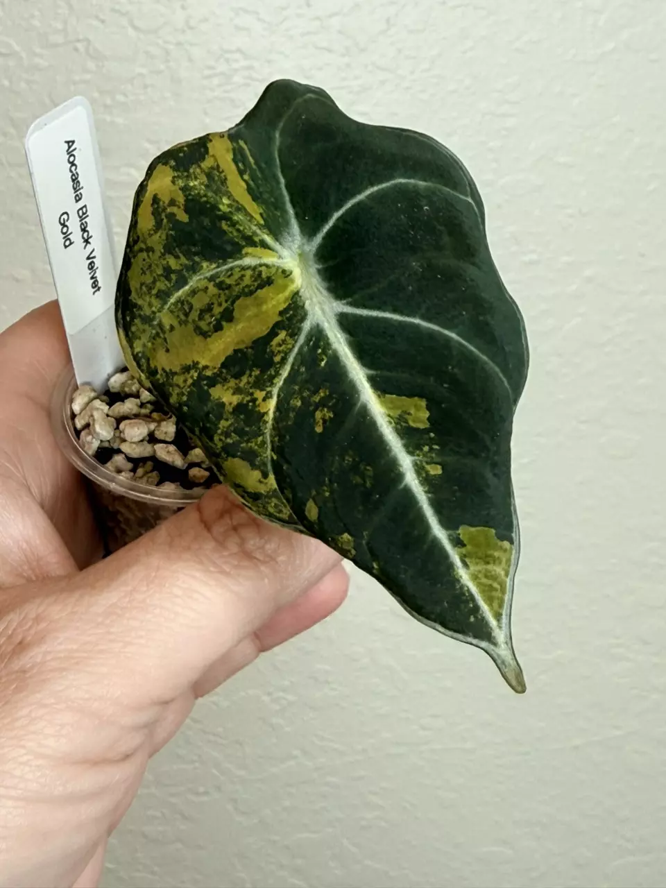 Alocasia Black Velvet Gold - B thumbnail