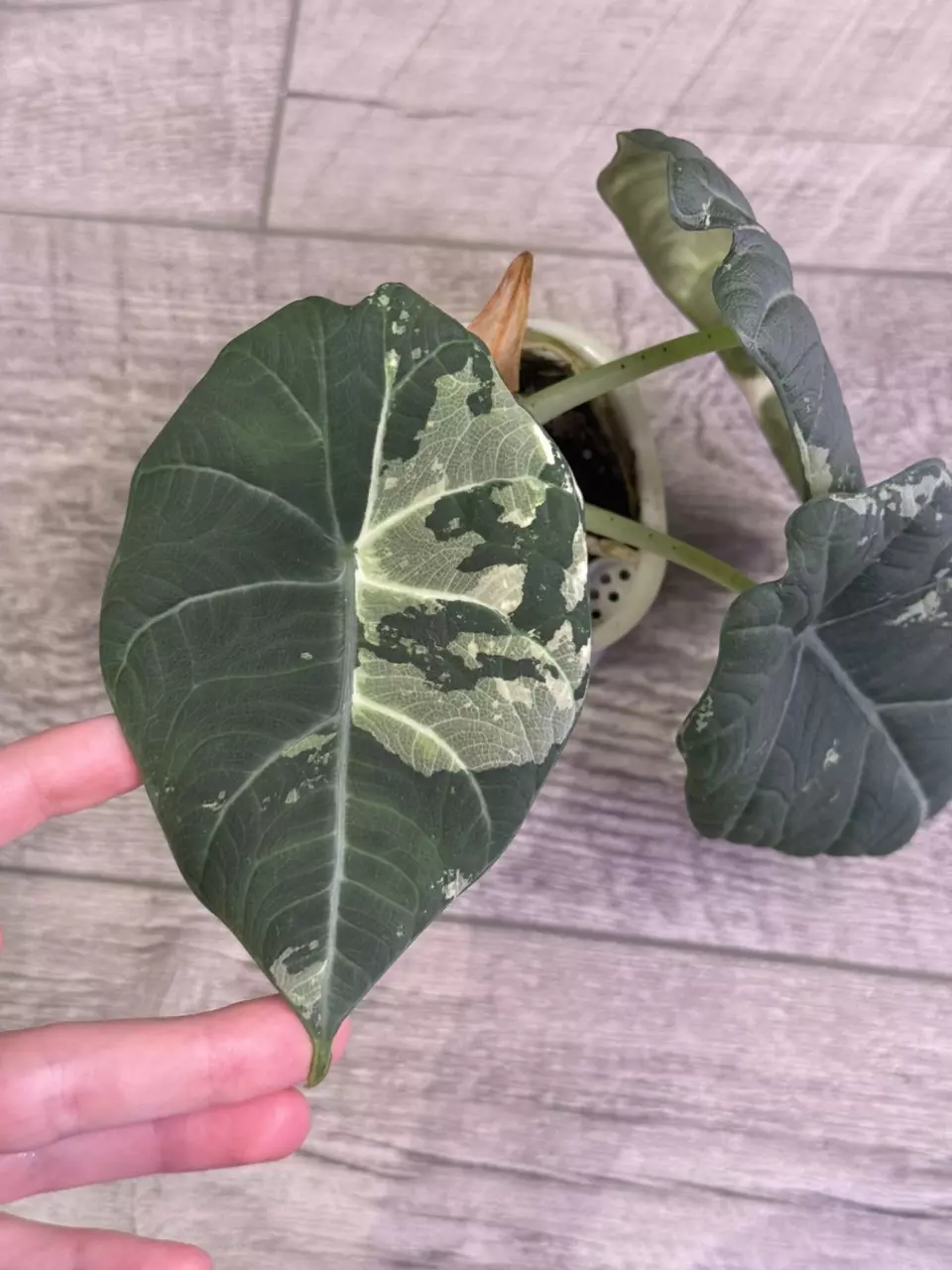 Alocasia Maharani Albo Mother Plant thumbnail
