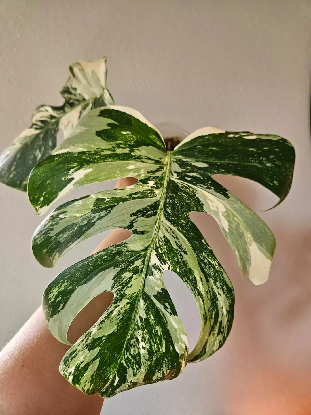 Monstera Albo White Tiger thumbnail