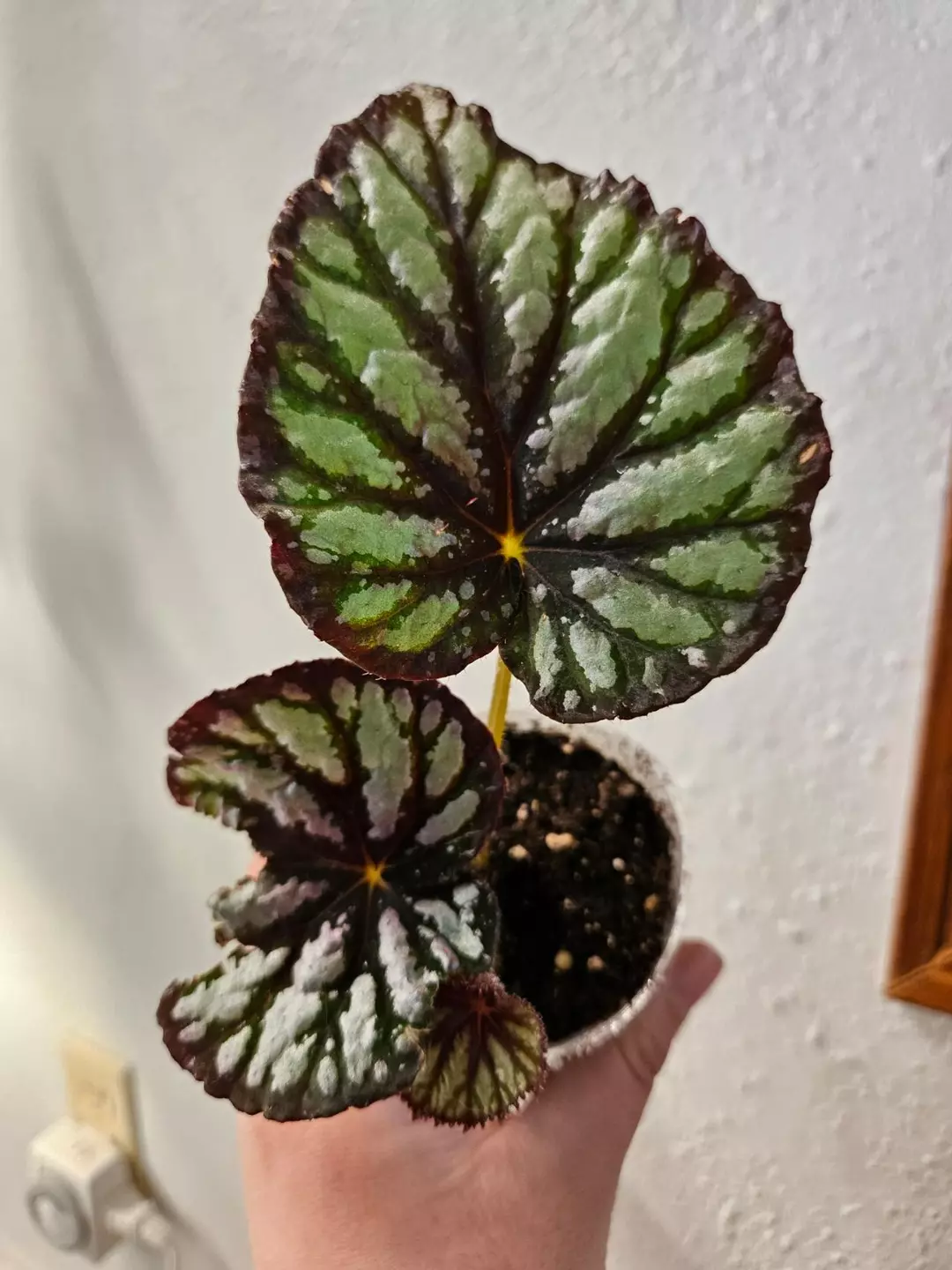 Begonia steves leaves fang thumbnail