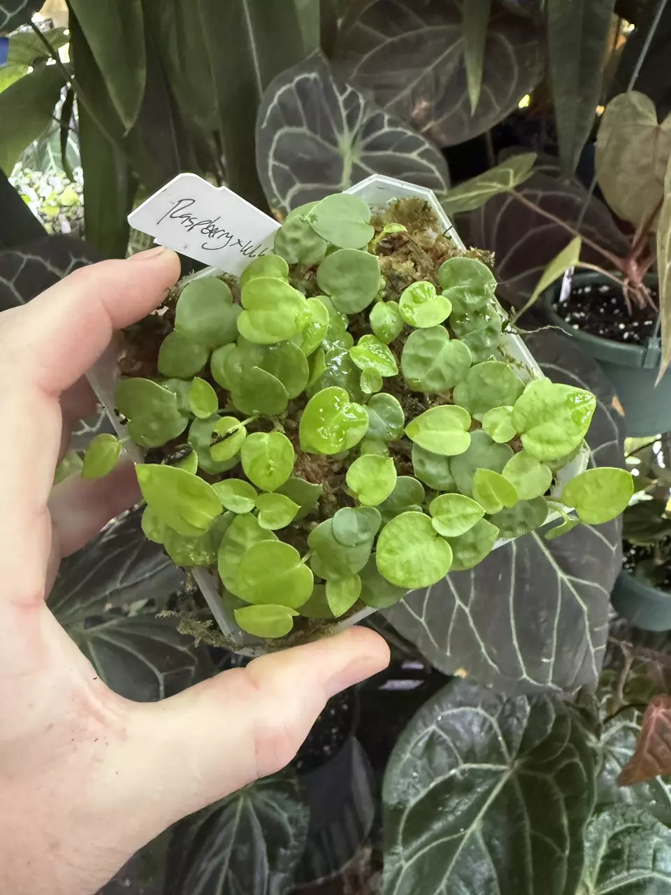 [(red crystal x mag) x (greige x red crystal)] x (wuhoo f2 x red crystal pm1) co thumbnail