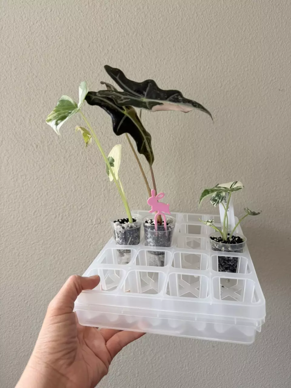 Tray set 11.5”x8.5” with 20 self watering pup cups included thumbnail