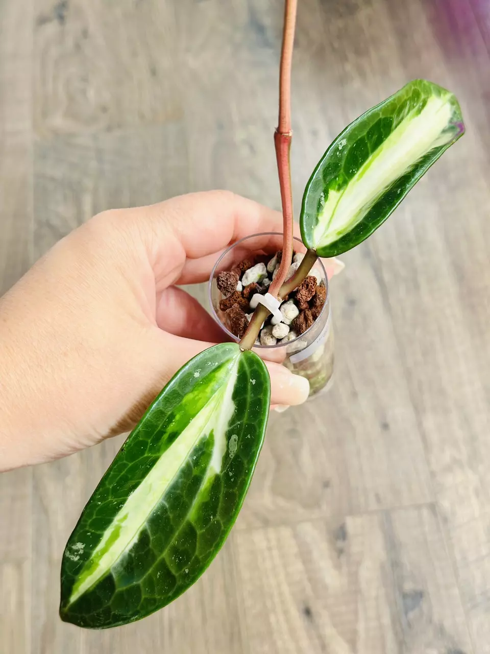 Hoya Latifolia Queensy thumbnail