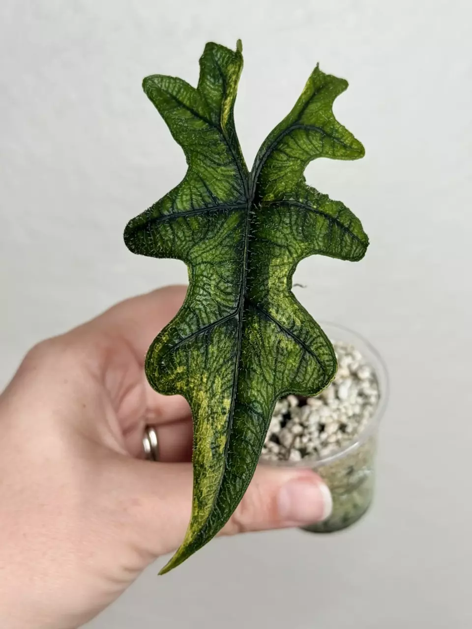 Alocasia Tandarusa (Jaclyn) Aurea thumbnail