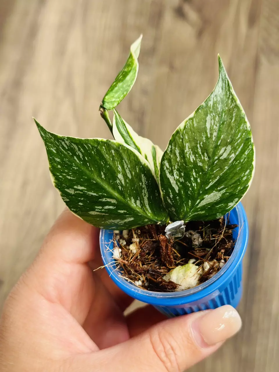 Hoya Polyneura Jasminka thumbnail