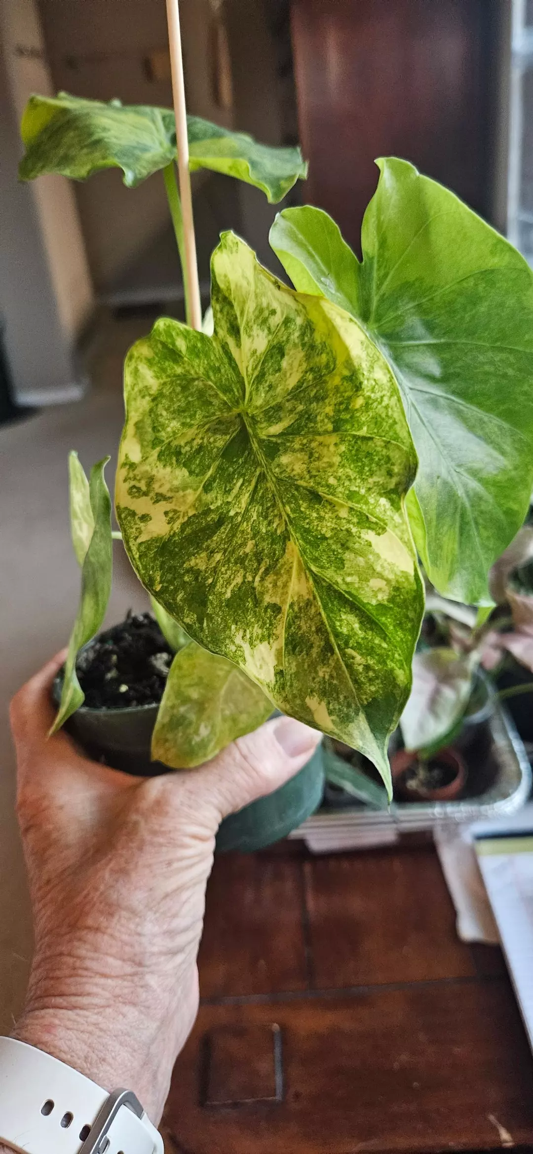 Alocasia Aurea thumbnail