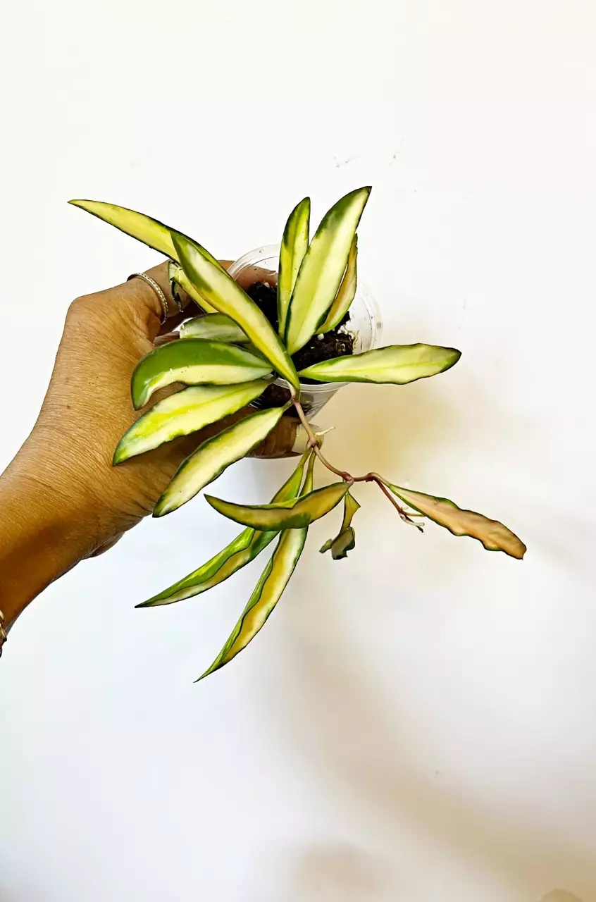 🎋Hoya Wayetti Tricolor thumbnail