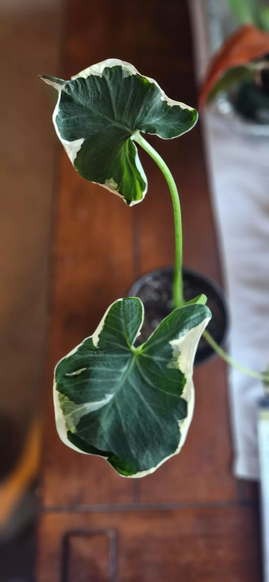 Alocasia Mickey Mouse thumbnail