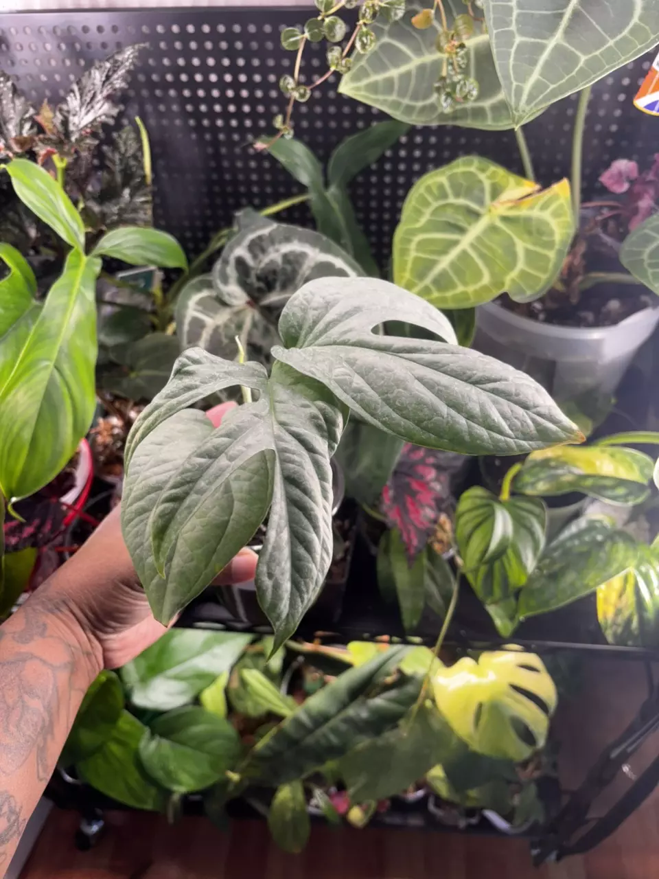 Amydrium medium silver ‘spiderman monstera’ thumbnail