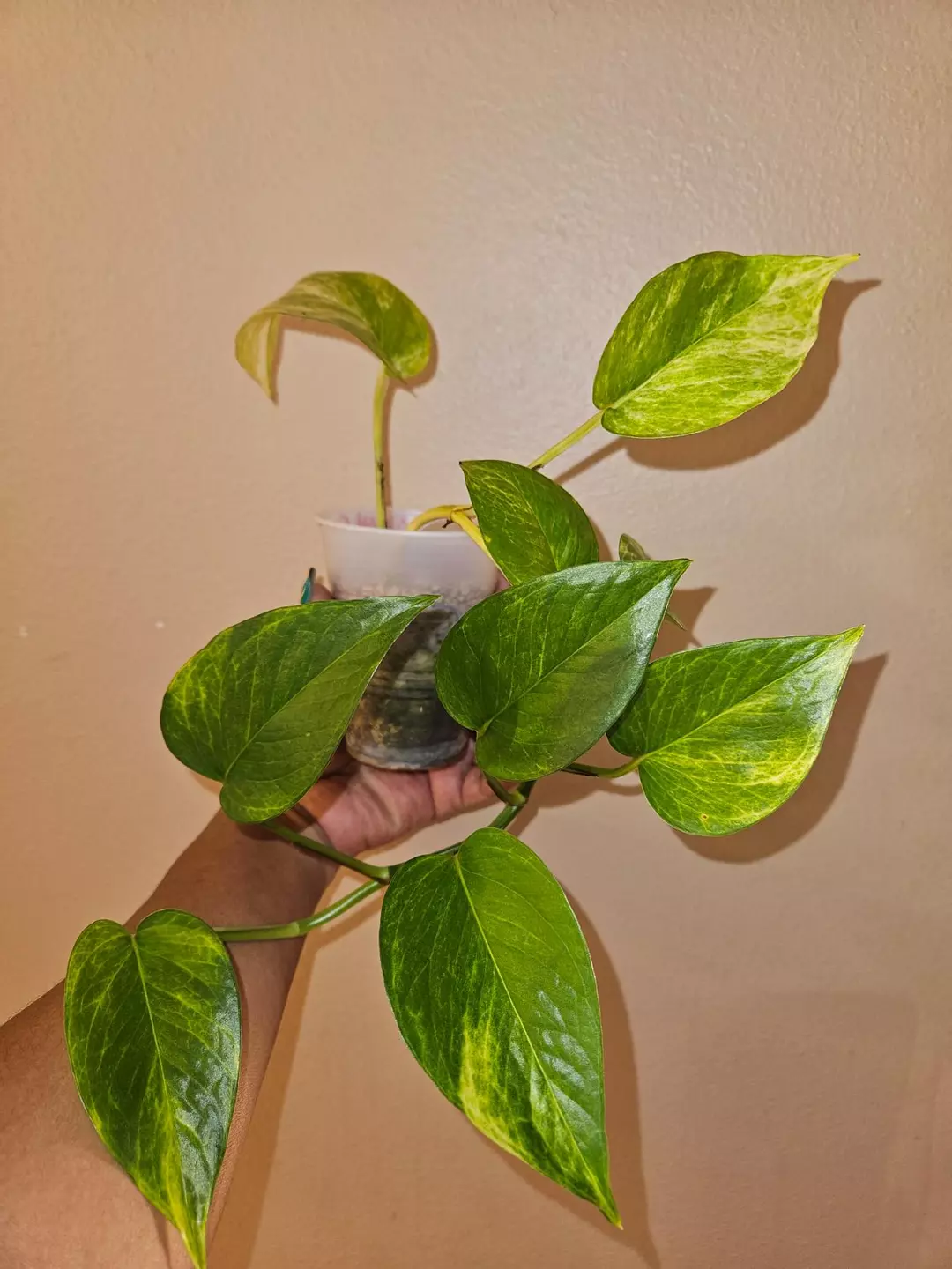 Epipremnum Neon Queen thumbnail