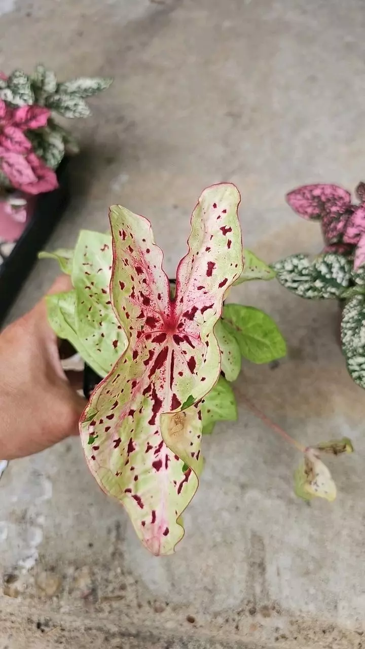 Miss Muffet caladium thumbnail