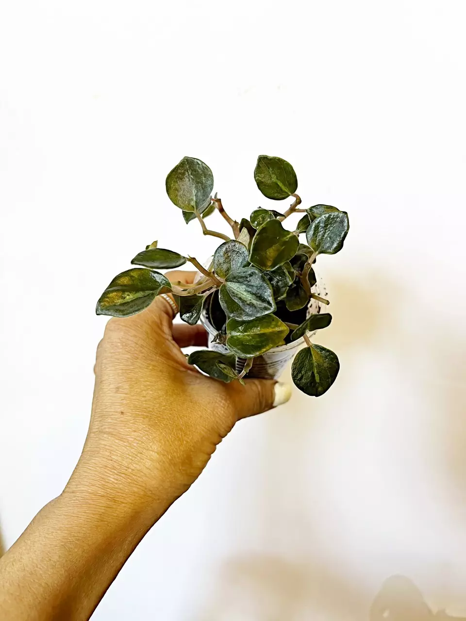 🔥Peperomia Creme Brulee  *gc thumbnail
