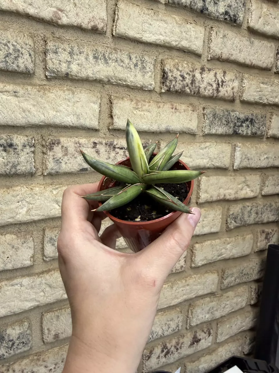 sansevieria lavranos blue clone variegated thumbnail