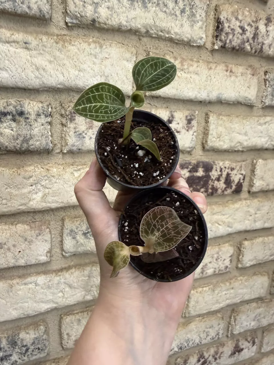 Jewel orchid 2 combo thumbnail
