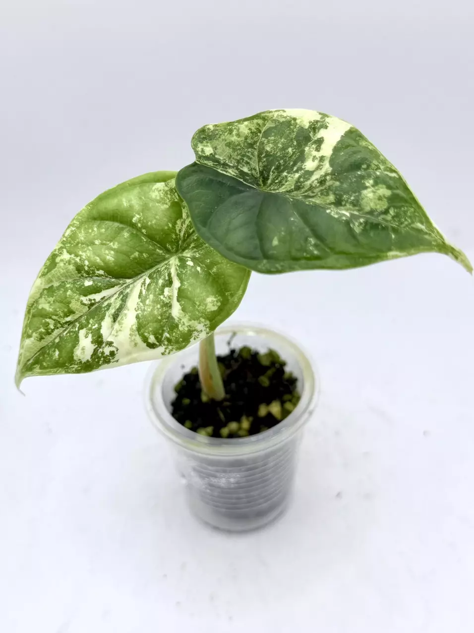 Alocasia Dragonscale Albo thumbnail