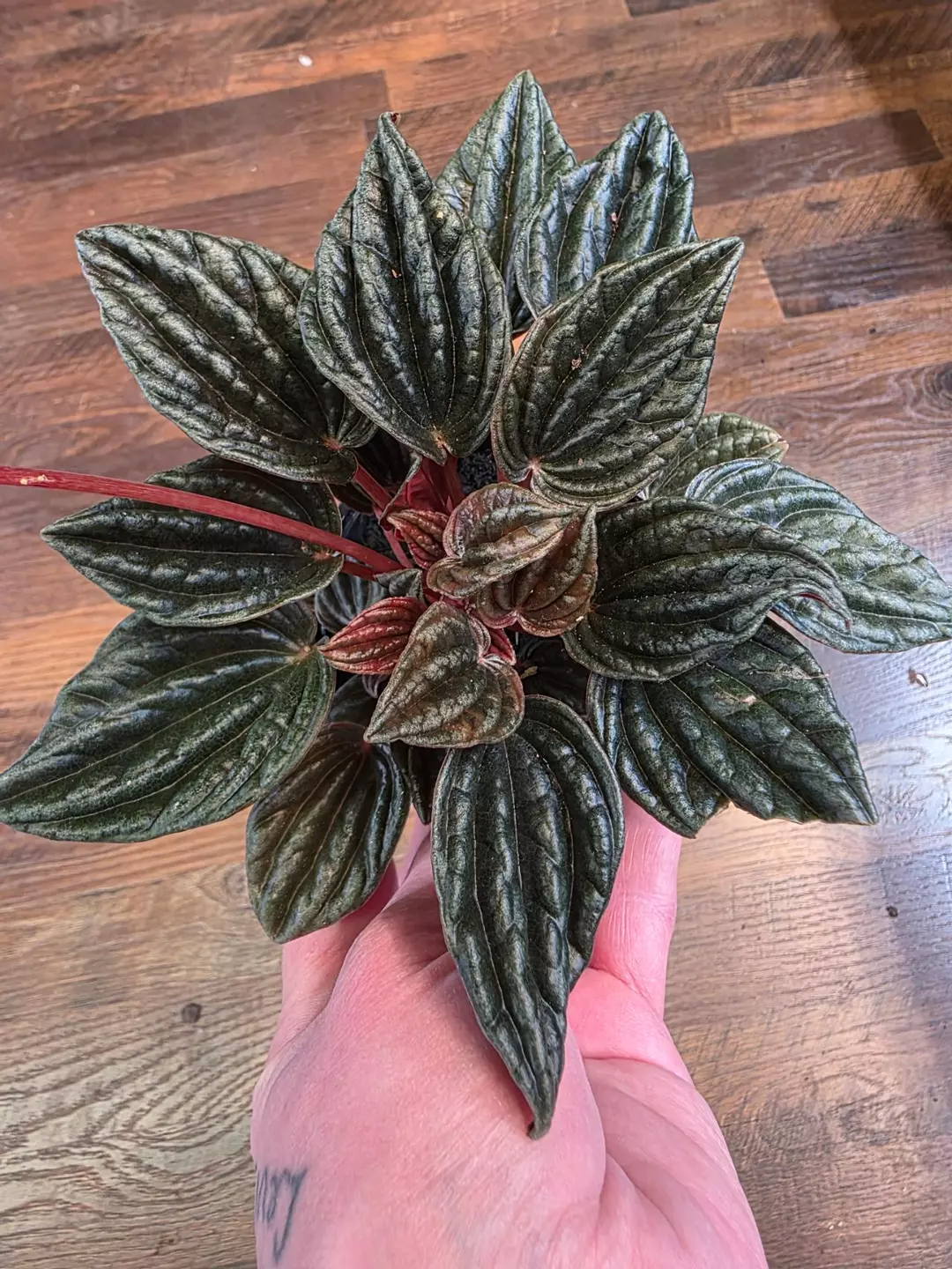 Peperomia Rosso thumbnail