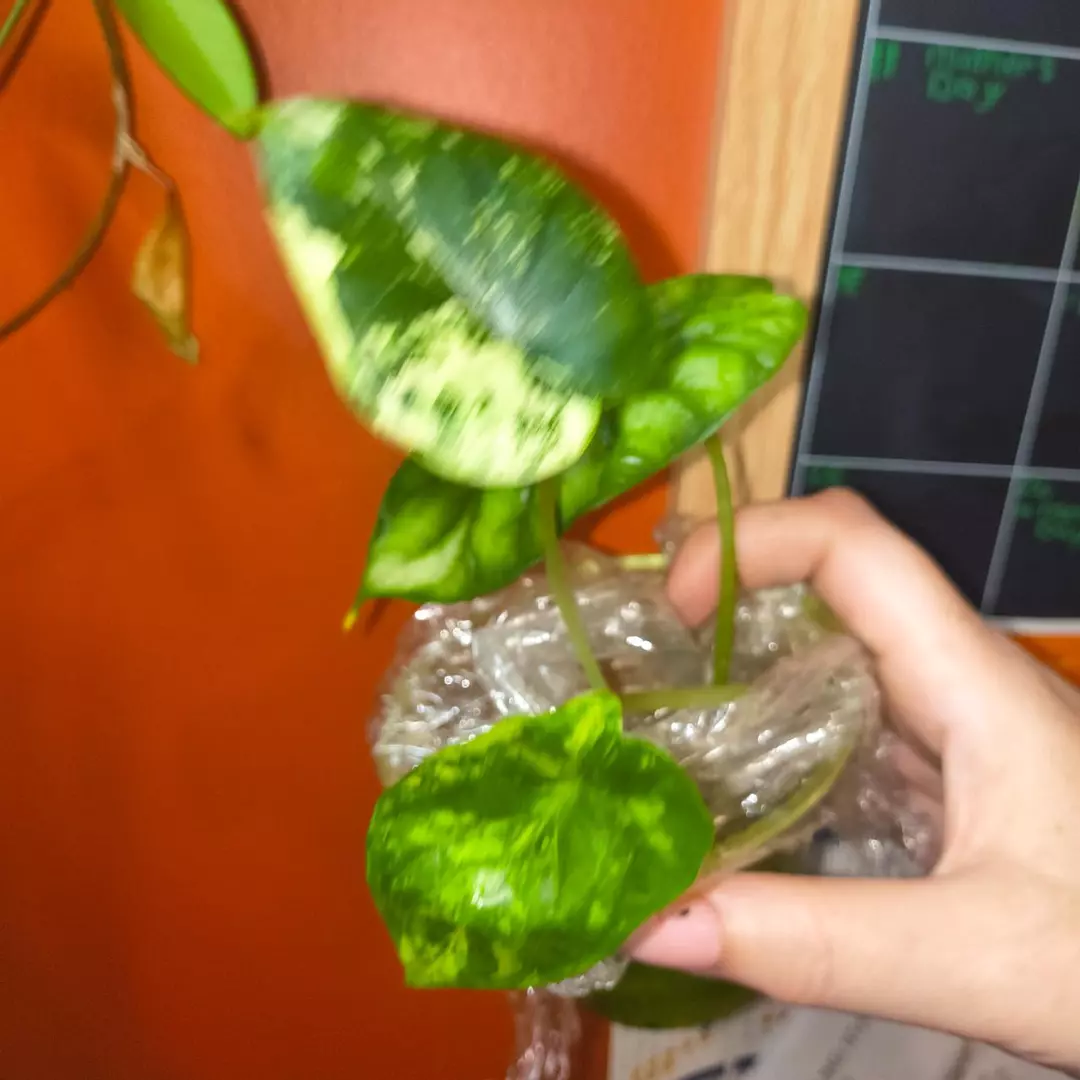 Dragon Scale Albo thumbnail