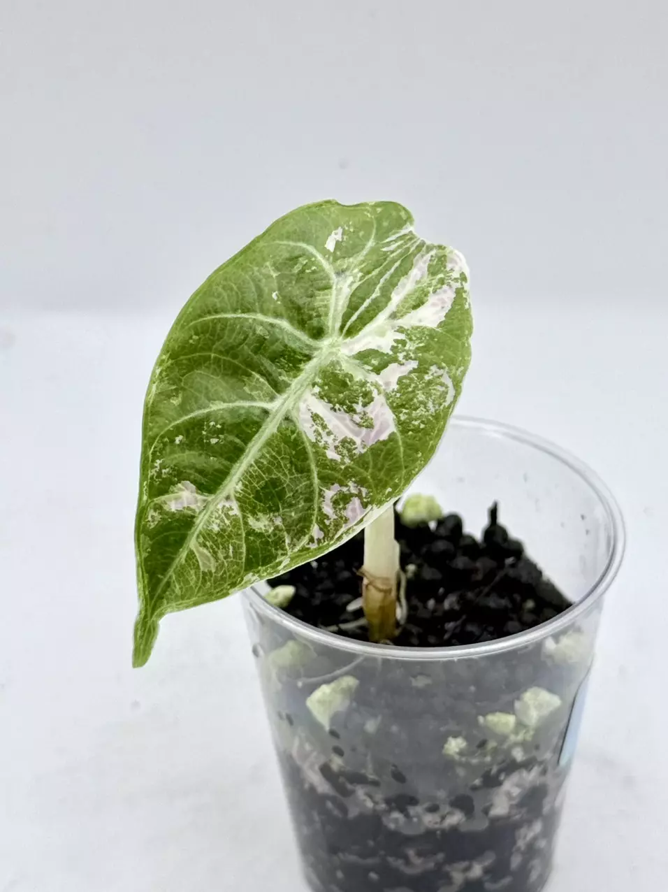 Alocasia Pink Watsoniana Doff thumbnail