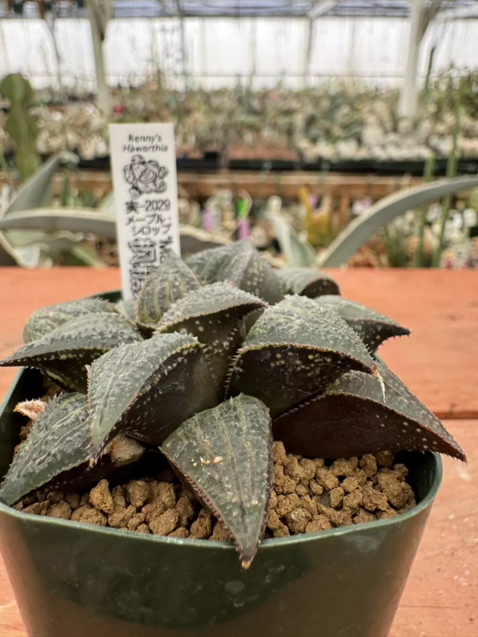 Ps775 Renny ‘Maple Syrup’ thumbnail